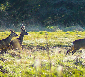 Rådyr råbuk buk bukkejagt rå